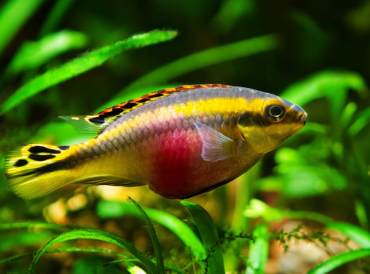 Kribensis