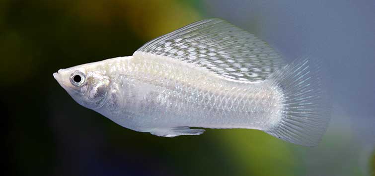 White Molly